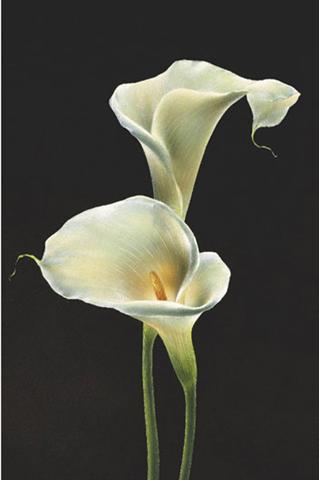 Poster - Calla lilies
